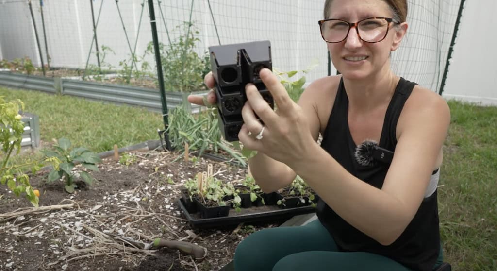 Transplanting Seedlings